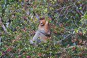 Proboscis monkey or long-nosed monkey (Nasalis larvatus), adult male in a tree, eating leaves, Tanjung Puting National Park, Borneo, Indonesia