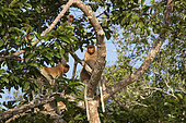 Proboscis monkey or long-nosed monkey (Nasalis larvatus), Tanjung Puting, Borneo National Park, Indonesia