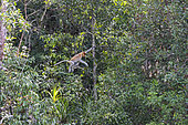 Proboscis monkey or long-nosed monkey (Nasalis larvatus), jmping from tree to tree, Tanjung Puting National Park, Borneo, Indonesia