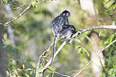 Silvery lutung or silvered leaf monkey or the silvery langur or Silver leaf monkey (Trachypithecus cristatus), adult near by the water of Sekonyer river, Tanjung Puting National Park, Borneo, Indonesia, Asia