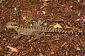 Eastern Water Dragons (Intellagama lesueurii), Sydney, NSW, Australia