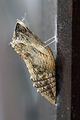 Old World Swallowtail (Papilio machaon) Chrysalis on a portal, Brittany, France