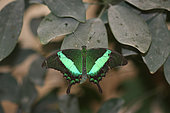 Emerald Swallowtail (Papilio palinurus) in a breeding greenhouse, Yvelines, France