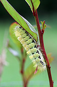Pale Tussock (Calliteara pudibunda) caterpillar on its feeder plant, Brittany, France