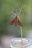 Emergence of a Elephant Hawk-moth (Deilephila elpenor), Brittany, France
