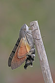 Emergence of Olive Bee Hawk-moth (Macroglossum stellatarum), Brittany, France