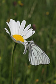 Black-veined White (Aporia crataegi) on a daisy flower, Jura, France