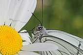 Portrait of Black-veined White (Aporia crataegi) on a daisy flower, Jura, France