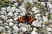 Small Tortoiseshell (Aglais urticae) resting on pebbles, Jura, France