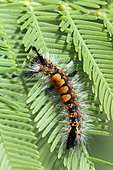 Rusty Tussock Moth (Orgyia antiqua) on foliage, Brittany, France