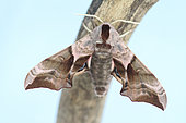Eyed Hawkmoth (Smerinthus ocellata) emergence, Brittany, France