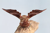 Eyed Hawkmoth (Smerinthus ocellata) emergence, Brittany, France
