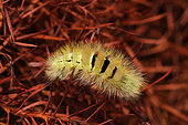 Pale Tussock (Calliteara pudibunda) on a branch of Cryptomeria, Brittany, France