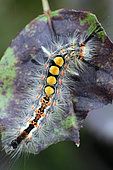 Rusty Tussock Moth (Orgyia antiqua) on rose leaf, Brittany, France