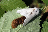 Brown-tail Moth (Euproctis chrysorrhoea) laying on a shrub, Brittany, France