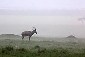 Topi (Damaliscus korrigum) in the rain, Masai Mara, Kenya