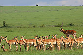 Impala (Aepyceros melampus) male and harem, Masai Mara, Kenya
