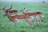 Impala (Aepyceros melampus) herd in the rain, Masai Mara, Kenya