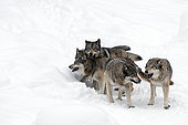Grey Wolf (Canis lupus) pack in the snow