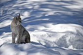 Eurasian lynx (Lynx lynx) in the snow