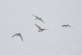 Eurasian Wigeon (Mareca penelope) group in flight, Lac du Der, Champagne, France