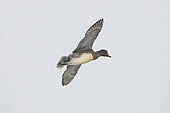 Eurasian Wigeon (Mareca penelope) in flight, Lac du Der, Champagne, France