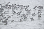 Eurasian Wigeon (Mareca penelope) group landing on water, Lac du Der, Champagne, France