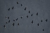 Red-billed chough (Pyrrhocorax pyrrhocorax) group in flight, Lozere, France