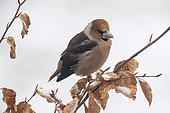 Hawfinch (Coccothrauste coccothraustes) on a branch, Vosges, France