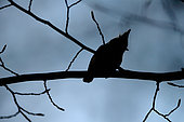 European Crested Tit (Lophophanes cristatus) on a branch, Vosges, France