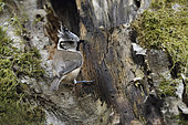 European Crested Tit (Lophophanes cristatus) on a trunk, Vosges, France
