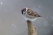 Eurasian tree sparrow (Passer montanus) in winter, Vosges, France