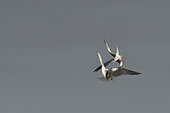 Common tern (Sterna hirundo) fighting in flight, banks of the Loire, France