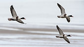 Common Shelduck (Tadorna tadorna) in flight, Morlaix bay, Brittany, France