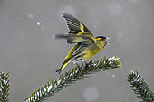 Eurasian siskin (Spinus spinus) on a conifer branch, Vosges, France