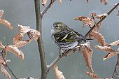 Eurasian siskin (Spinus spinus) on a branch, Vosges, France