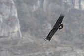 Cinereous vulture (Aegypius monachus) in flight, Cévennes National Park, France