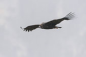 Cinereous vulture (Aegypius monachus) in flight, Cévennes National Park, France