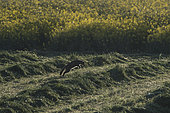 Wild cat (Felis silvestris) hunting in hay, Vosges, France