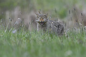 Wild cat (Felis silvestris) aggressive in grass, Vosges, France