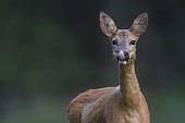 Roebuck (Capreolus capreolus), female, Vosges, France