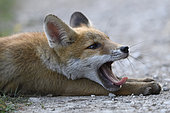 Red fox (Vulpes vulpes) young yawning, Vosges, France