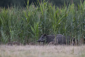 Wild boar (Sus scrofa) and youngs in corn field, Vosges, France