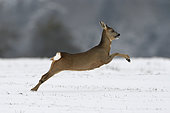 Roebuck (Capreolus capreolus), female jumping in winter, Vosges, France