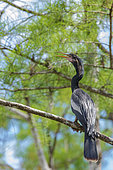 Anhinga (Anhinga anhinga) in the Everglades Swamp, Florida, USA