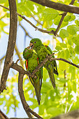 Yellow-chevroned parakeet (Brotogeris chiriri), grooming, downtown Miami, Florida, USA