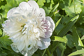 Peony 'Shirley Temple' in bloom in a garden
