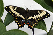 Emperor Swallowtail (Papilio ophidicephalus), Tropical greenhouse of Nancy Botanical Garden, Lorraine, France