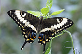 Emperor Swallowtail (Papilio ophidicephalus), Tropical greenhouse of Nancy Botanical Garden, Lorraine, France