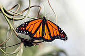 Monarch Butterfly (Danaus plexippus), Tropical greenhouse of Nancy Botanical Garden, Lorraine, France